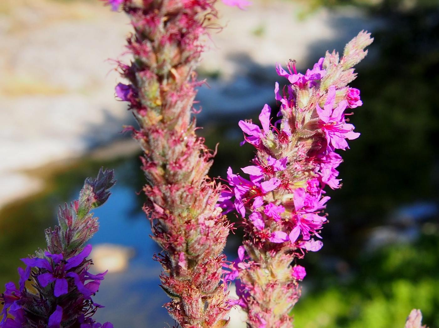 Loosestrife, Purple flower